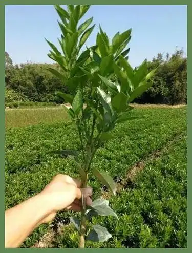 沃柑苗基地价格