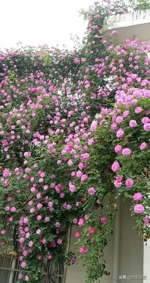 粉团蔷薇有刺吗(蔷薇花的培育与繁殖技巧)