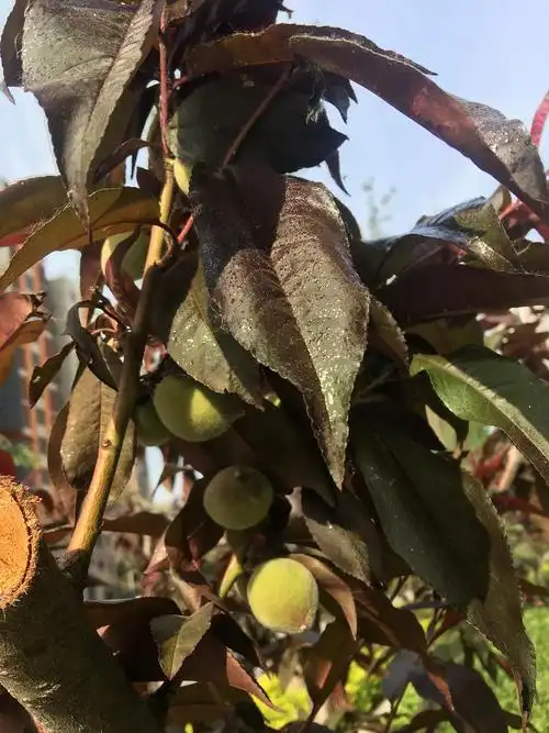 小区里看到红叶碧桃长桃子了,能吃吗?