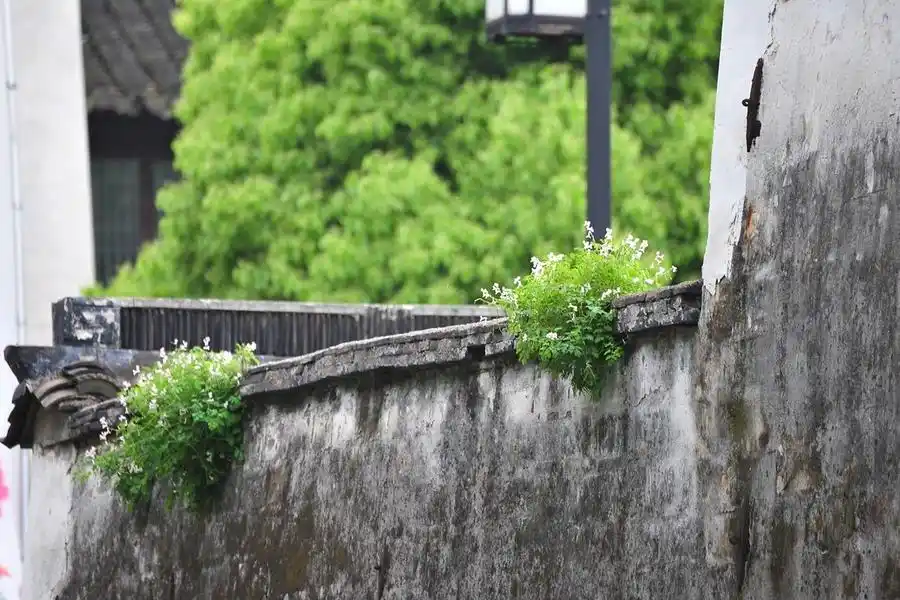 平淡中显雅致,质朴中含诗意,真正的苏式生活.