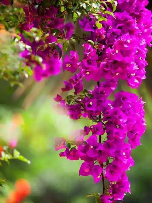 [分享]一个安徽爷爷,花1万块种出5000㎡私家花园,被评为中国最美