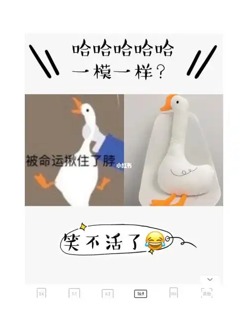 买到了表情包同款大鹅98笑不活了