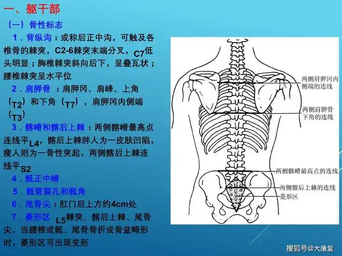 康复评估——体表标志_手机搜狐网