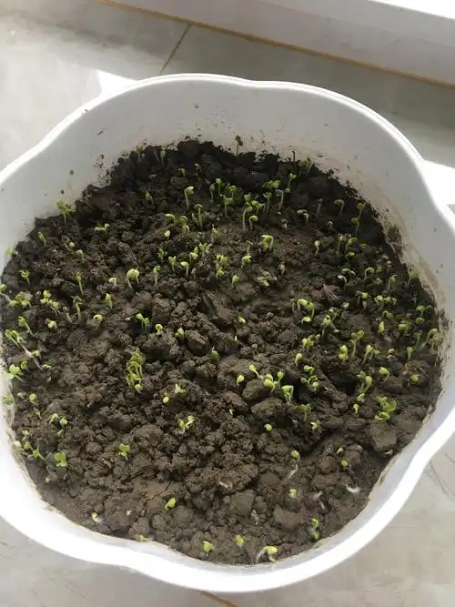 贾茹的青菜发芽记.