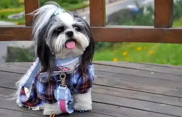 为什么西施犬是家庭中最可爱的小宠物?