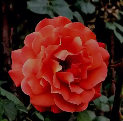 花中皇后月季花盛开