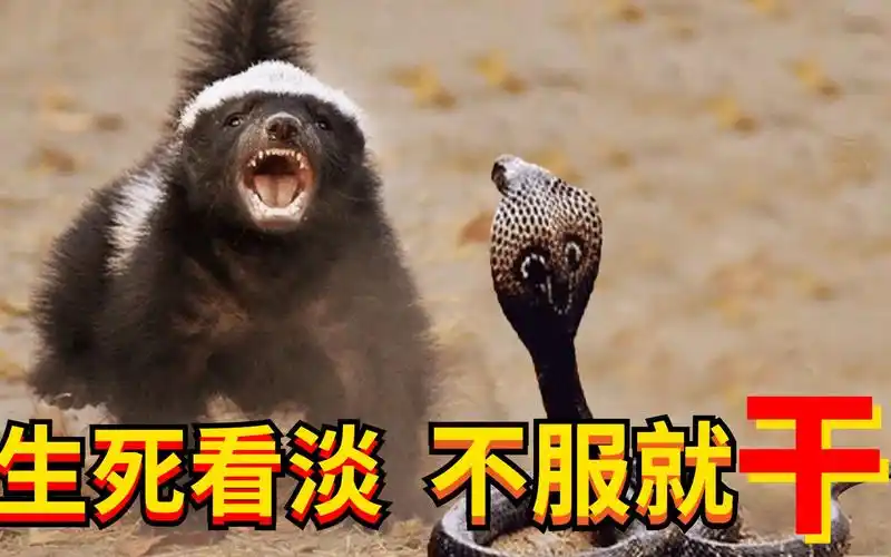 蜜獾平头哥人生格言:生死看淡,不服就干.