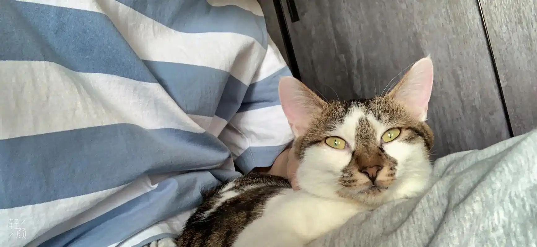 评论区可以发照片了快晒晒你家猫什么样子