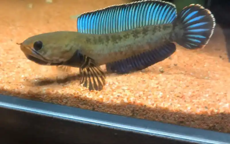 普普通通的8cm阿萨姆奶茶雷龙鱼欣赏贴