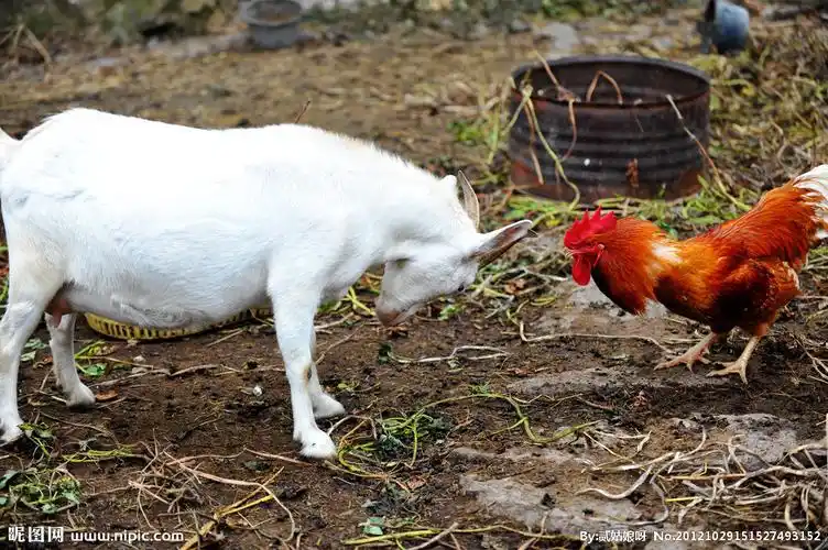 羊跟鸡打架图片