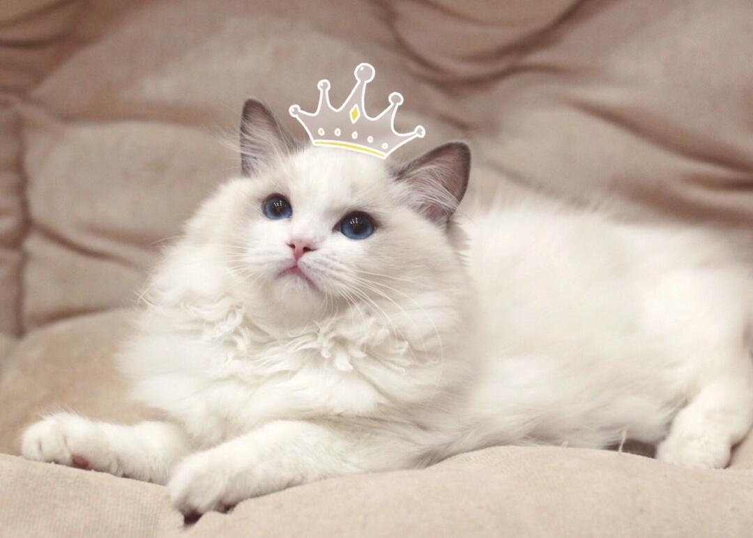 布偶猫喵界女神蓝双妹妹蹲