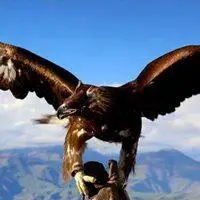 草原雄鹰微信头像_微信头像图片大全