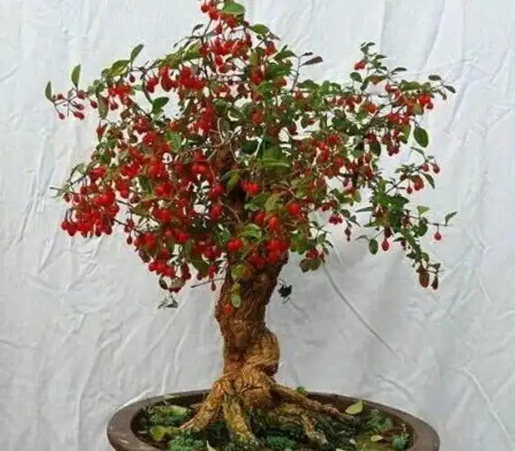 野外枸杞树,根部造型奇特,苍劲古朴,做盆景观赏性强