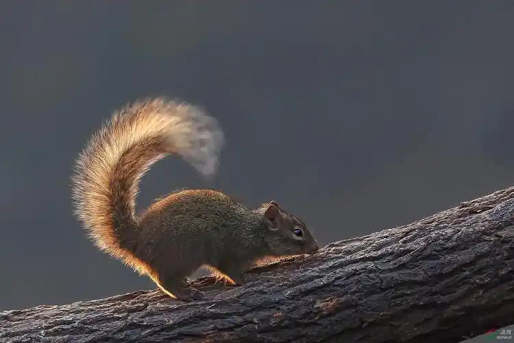 翘尾巴的松鼠