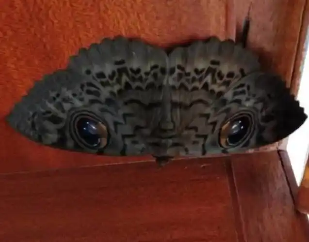 云南市民家中飞进大蛾 两翼猫眼斑纹似猫头鹰