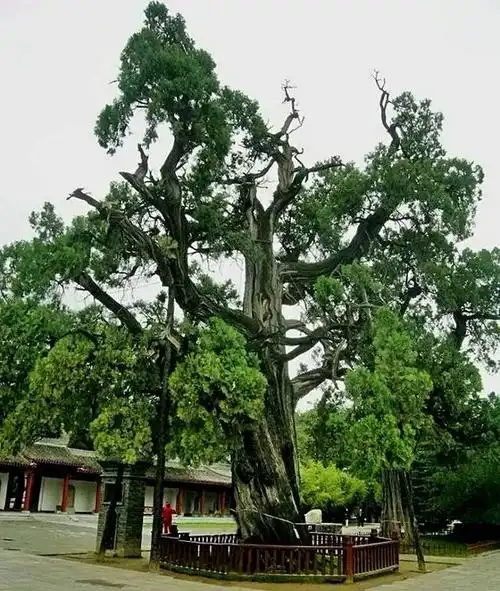 10处传承久远的寺庙,每一处都有传承的名树古木,看一眼都值了