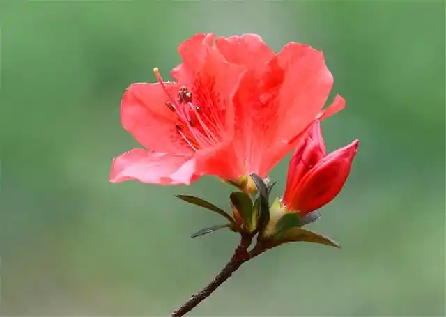 杜鹃花花苞满枝头,叶片翠绿花期长,只因做了5件事,轻松开爆盆