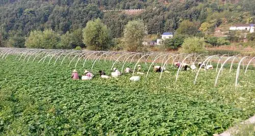 农村一种农作物以前只有穷人和猪才吃如今10元一斤成长寿菜