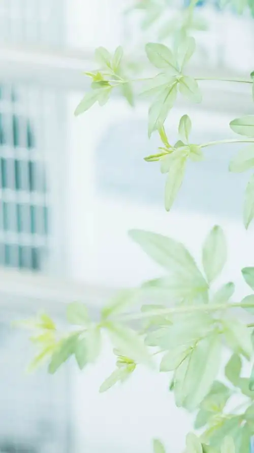 绿色小清新风景手机壁纸图片