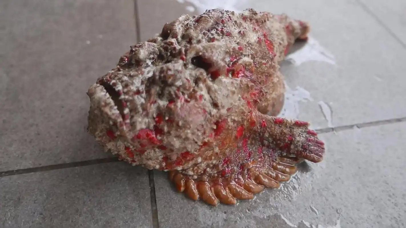 世界上外观最丑的一种鱼身长30厘米左右毒性却很强