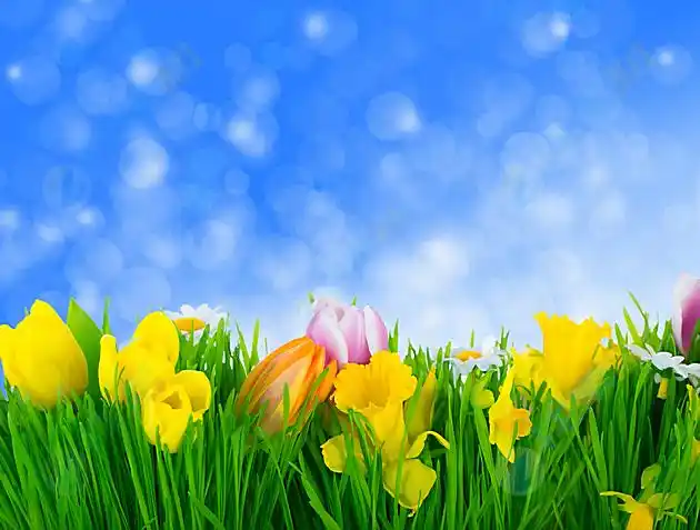 蓝天鲜花小草高清电脑桌面图片下载