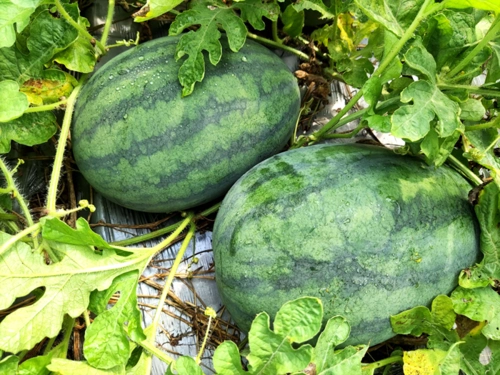 本地秋西瓜清甜上市 填补秋摘水果空白期