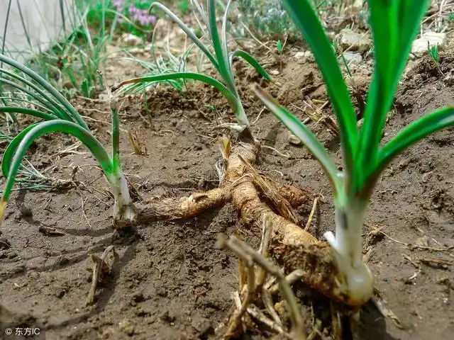 清热泻火说知母