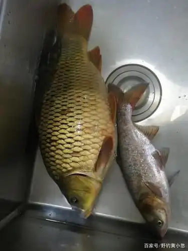 贵州铜仁锦江河夜钓,收获4斤大荷包鲤