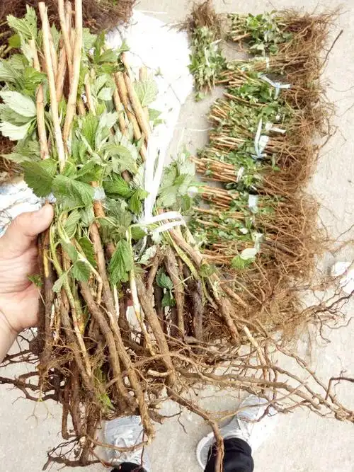 专业:乐山【今年树莓苗多少钱一棵】(欢迎咨询)