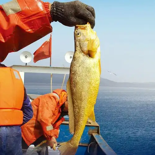 【宁波馆】岱衢种 御龙深海大黄鱼(400g—450g/条)找回野生大黄鱼的