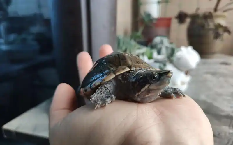 麝香龟——最好的宠物龟