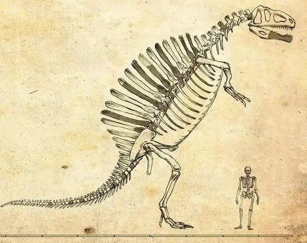 从恐龙中的霸主到"水底老渔夫",棘龙的形象都经历了啥?