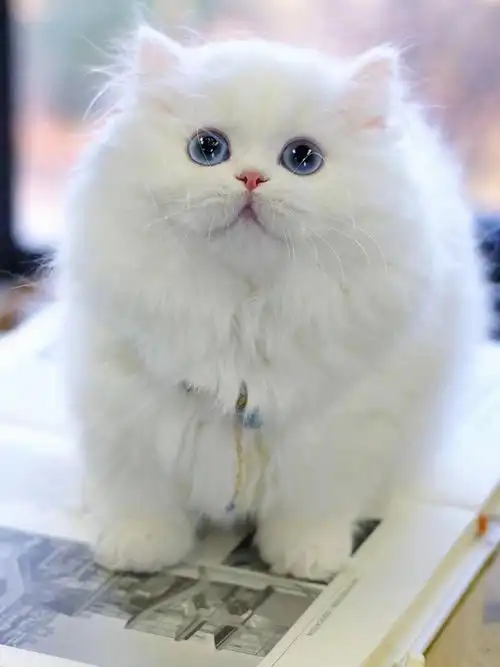 仙女喵拿破仑矮脚猫