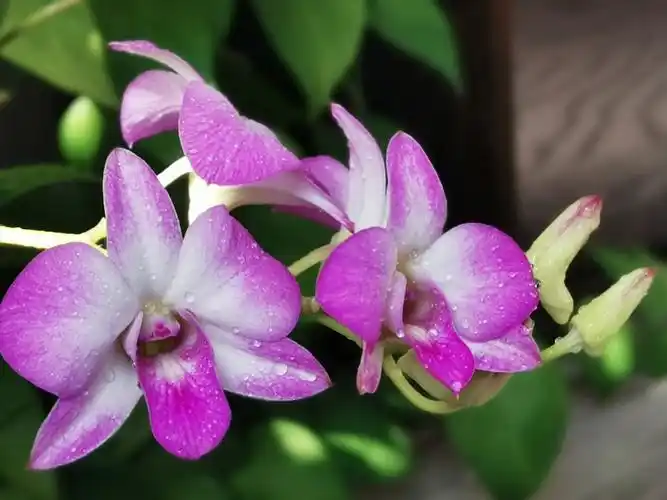 重逢又见石斛兰