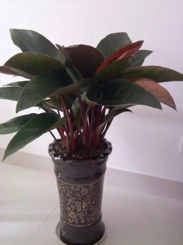 请教养花的朋友,如照片中的花是否叫红钻?该如何养殖?