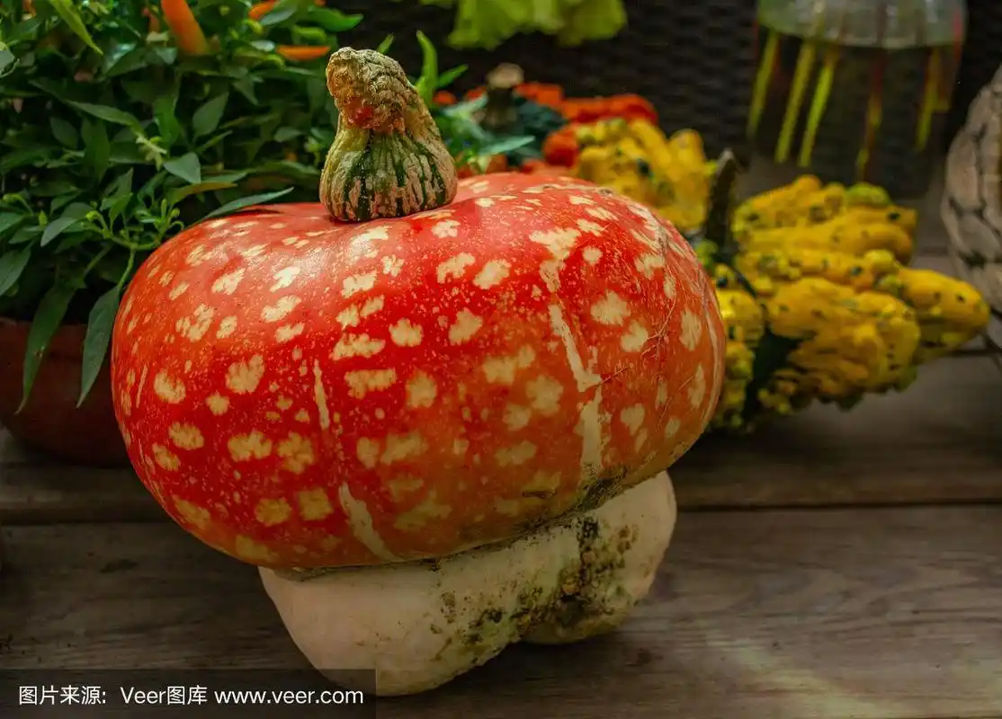 头巾"在农民市场上亮红色,点缀着白色,背景是有丘疹的南瓜和辣椒