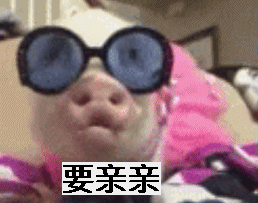 宠物猪要亲亲亲亲你gif动图_动态图_表情包下载_soogif