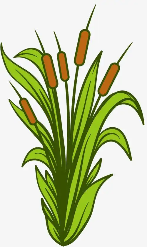 绿色手绘风格纯色香蒲