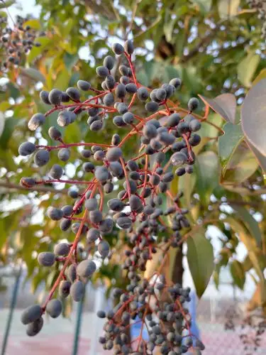 女贞树上缀满了红玛瑙般的小果实.