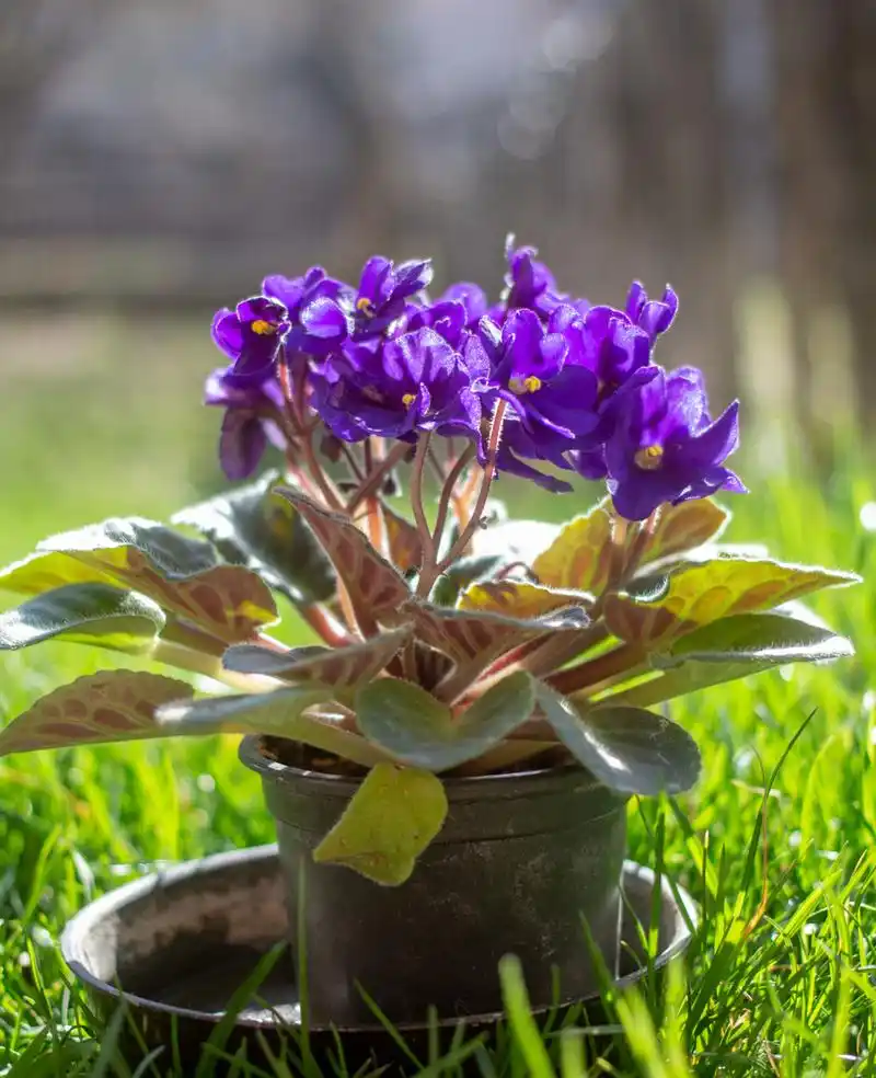 怎样养好室内盆栽紫罗兰?