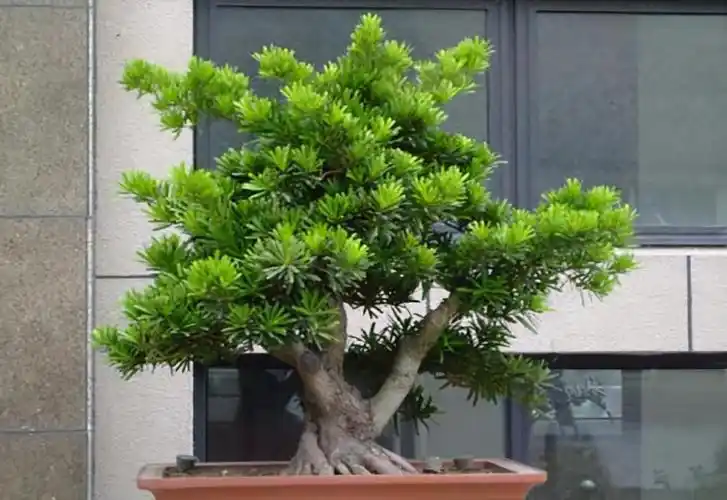 什么品种罗汉松最名贵(三大名贵罗汉松品种排名)(图2)