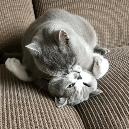 我最喜欢的表情包,觉得这只喵好蠢萌(> ) 展开阅读全文 2018-02-11