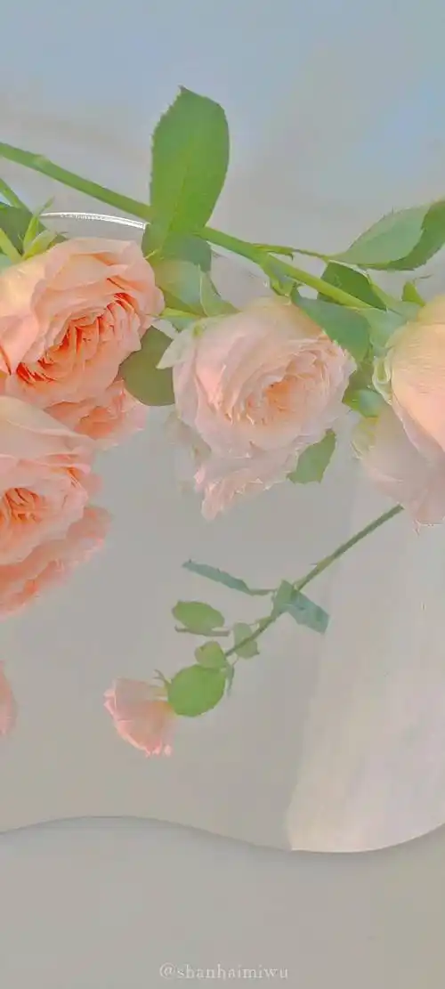 玫瑰花壁纸,真的好温柔_玫瑰花_壁纸