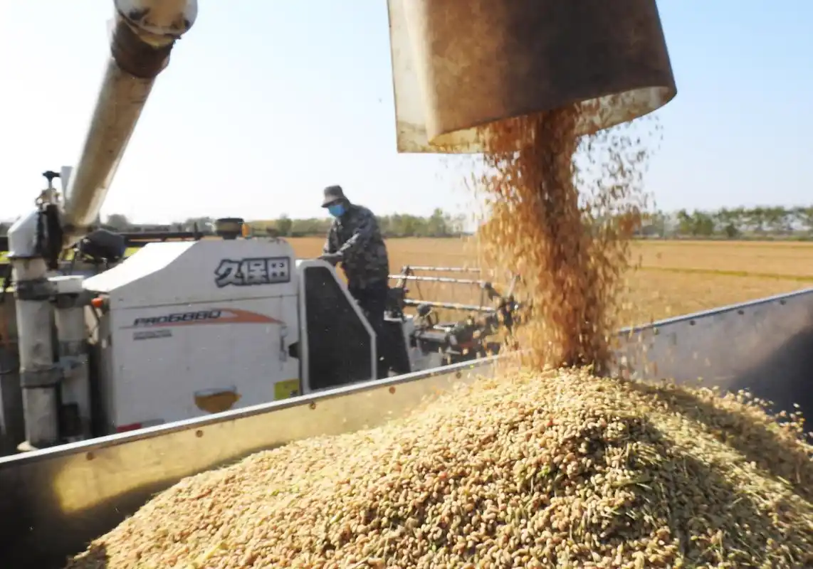 江苏连云港:东海大米获丰收