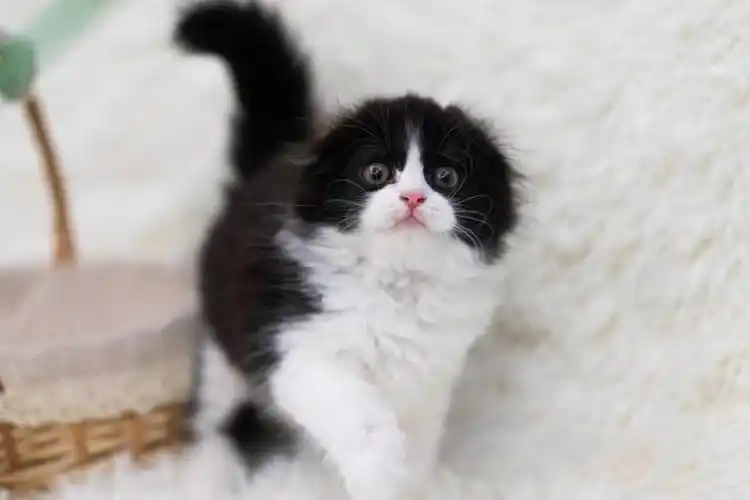 黑白苏格兰高地高地折耳78