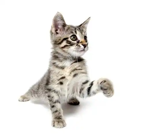 可爱,斑猫,小猫,玩,白色背景