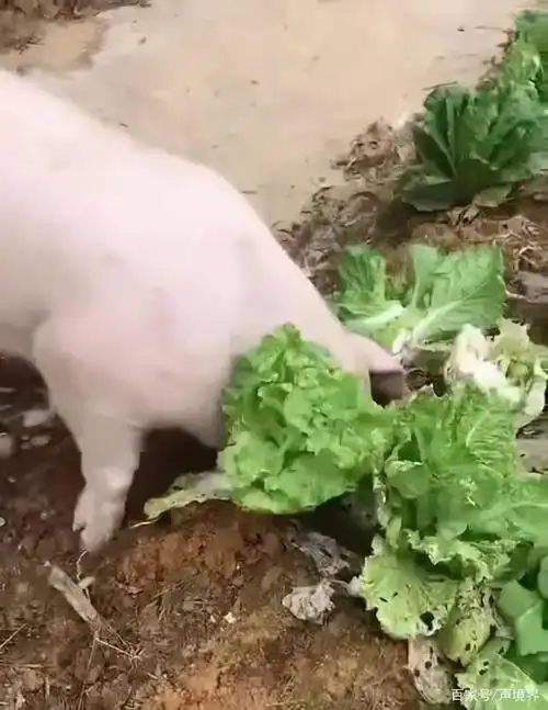 衡水中学生"土猪拱白菜"演讲刷屏,励志还是不寒而栗?