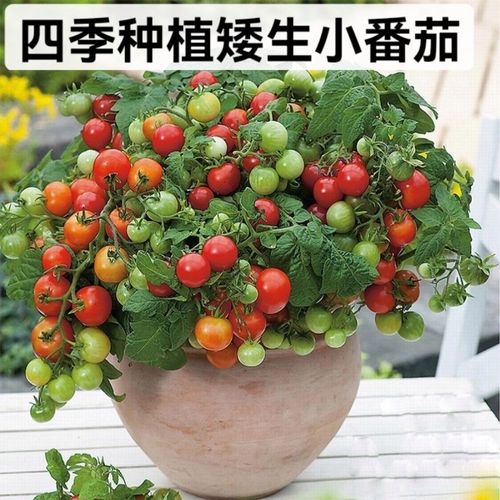 矮生小番茄种子四季种植阳台盆栽