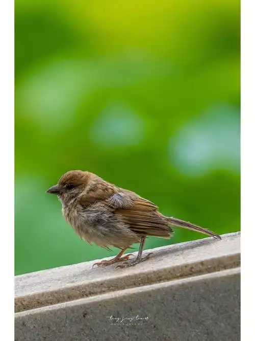 鸟类#麻雀 #鸟 #风光摄影 #日常拍照 #365天摄影计划 #家雀儿