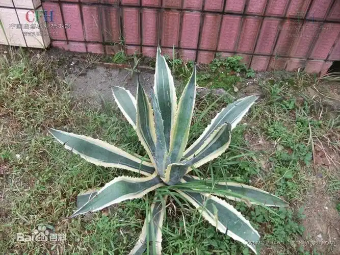 金边龙舌兰多年生常绿草本.为龙舌兰科植物金边龙舌兰的叶.